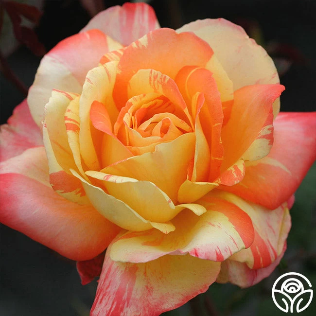 Tropical Sunset 4 Tropical Sunset - Image 2