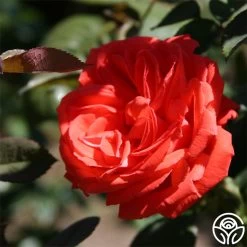 Tropicana 7 Tropicana -Healthy Plant Shop tropicana 3 2