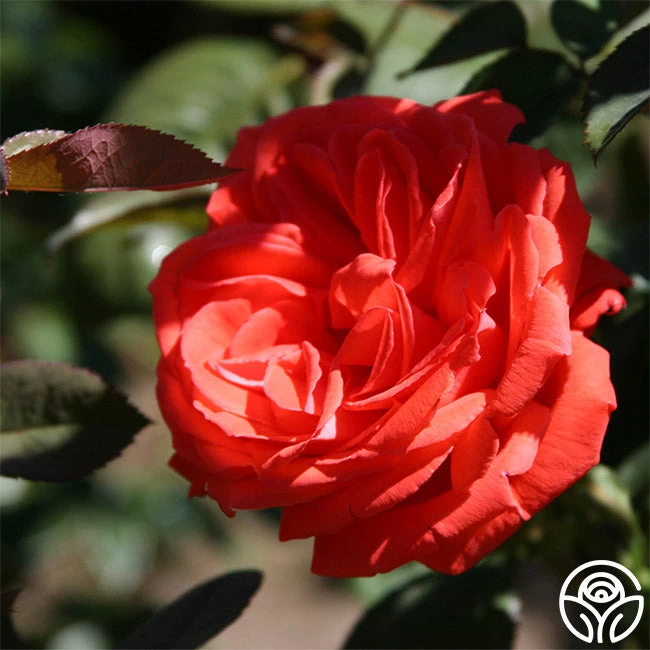 Tropicana 5 Tropicana - Image 3