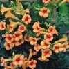 Indian Summer Trumpet Vine Plant - Campsis - 2.5" Pot 1 Indian Summer Trumpet Vine Plant - Campsis - 2.5" Pot -Healthy Plant Shop trumpervineishr1 99524.1620367413