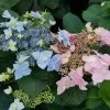 Tuff Stuff™ Ah-Ha Mountain Hydrangea Bush - Rebloomer - 4" Pot - Proven Winners 2 Tuff Stuff™ Ah-Ha Mountain Hydrangea Bush - Rebloomer - 4" Pot - Proven Winners -Healthy Plant Shop tuff stuff ah ha hydrangea 1 82632.1615344662