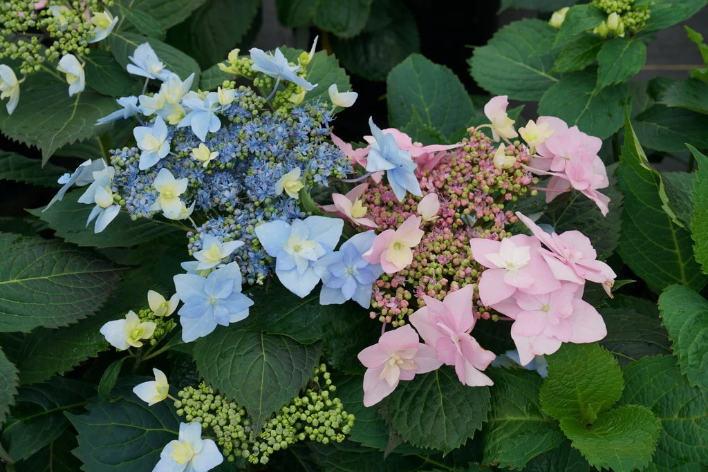 Tuff Stuff™ Ah-Ha Mountain Hydrangea Bush - Rebloomer - 4" Pot - Proven Winners 3 Tuff Stuff™ Ah-Ha Mountain Hydrangea Bush - Rebloomer - 4" Pot - Proven Winners