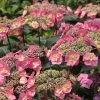 Tuff Stuff™ Red Hydrangea - 4" Pot - Proven Winners 2 Tuff Stuff™ Red Hydrangea - 4" Pot - Proven Winners -Healthy Plant Shop tuffstuffhy421 08237.1615344620