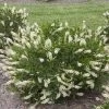 Vanilla Spice™ Clethra Alnifolia 'Caleb' - Summersweet - Proven Winners - 4" Pot 1 Vanilla Spice™ Clethra Alnifolia 'Caleb' - Summersweet - Proven Winners - 4" Pot -Healthy Plant Shop vanillaspiceclethra3blooms 83682.1615344483