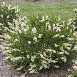 Vanilla Spice™ Clethra Alnifolia 'Caleb' - Summersweet - Proven Winners - 4" Pot
