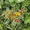 Variegated Sedum Kamtschaticum - Perennial Groundcover Stonecrop - Quart Pot 2 Variegated Sedum Kamtschaticum - Perennial Groundcover Stonecrop - Quart Pot -Healthy Plant Shop varkamof 32846.1692555265