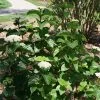 Glitters & Glows® Arrowwood Viburnum Shrub - Proven Winners - 4" Pot -Healthy Plant Shop viburnum 2gsa 21620.1690932460