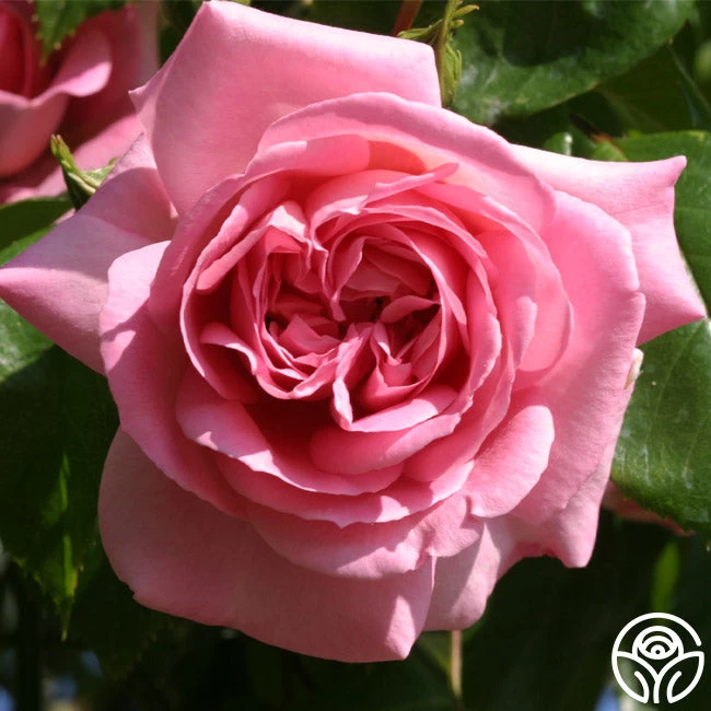 Viking Queen 3 Viking Queen