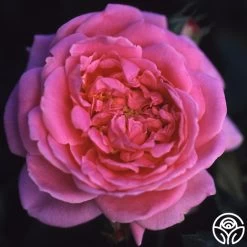 Viking Queen 7 Viking Queen -Healthy Plant Shop viking queen logo 03