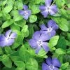 Bowles Myrtle - Periwinkle/Vinca - Hardy Groundcover - Gallon Pot -Healthy Plant Shop vincabowles 97385.1649983036