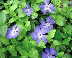 Bowles Myrtle - Periwinkle/Vinca - Hardy Groundcover - Gallon Pot