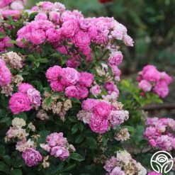 Vineyard Song 12 Vineyard Song -Healthy Plant Shop vineyard song 2 4