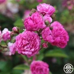 Vineyard Song 13 Vineyard Song -Healthy Plant Shop vineyard song 3 4