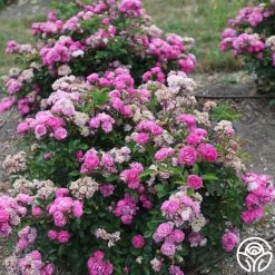 Vineyard Song 14 Vineyard Song -Healthy Plant Shop vineyard song 4 4