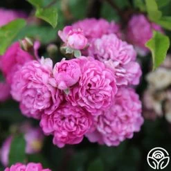 Vineyard Song 15 Vineyard Song -Healthy Plant Shop vineyard song 5