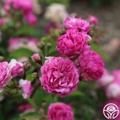 Vineyard Song 16 Vineyard Song -Healthy Plant Shop vineyard song 6