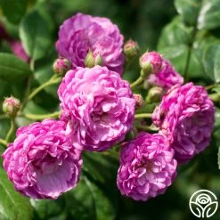 Vineyard Song 17 Vineyard Song -Healthy Plant Shop vineyard song 8