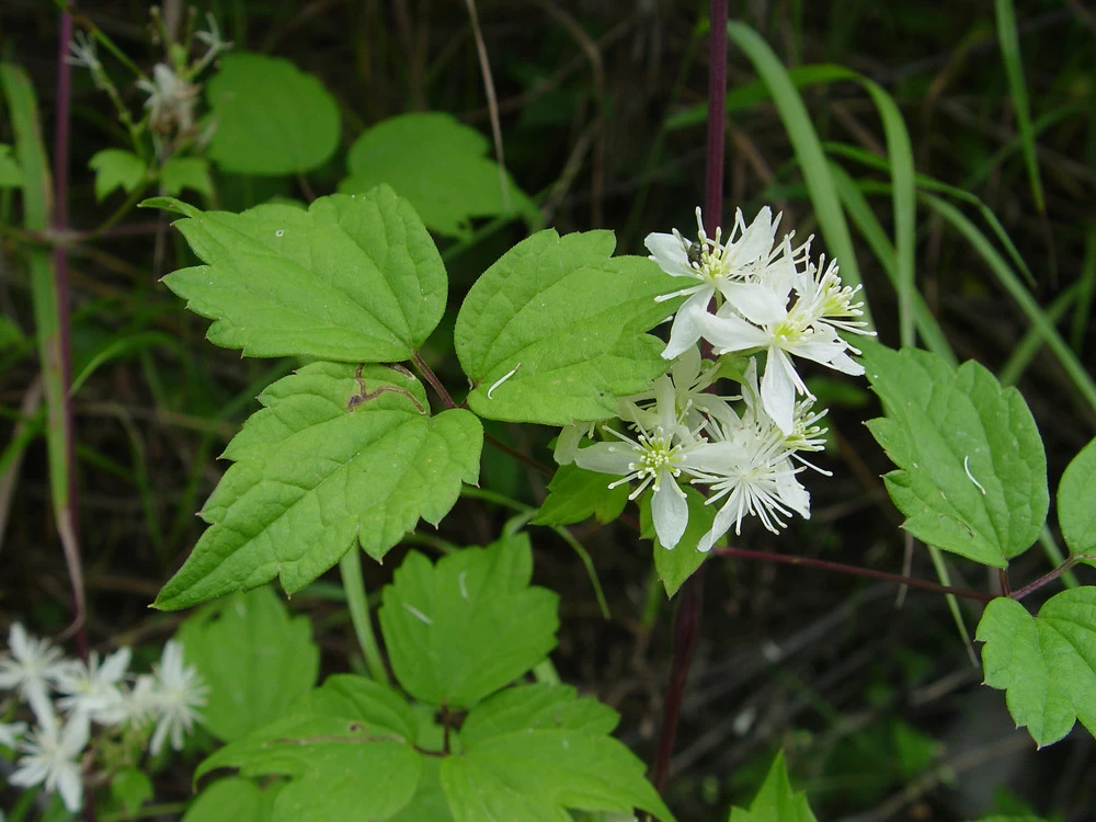 Clematis Virginiana - Fall Blooming Love Vine - 2.5" Pot - Very Hard Vine 4 Clematis Virginiana - Fall Blooming Love Vine - 2.5" Pot - Very Hard Vine - Image 2