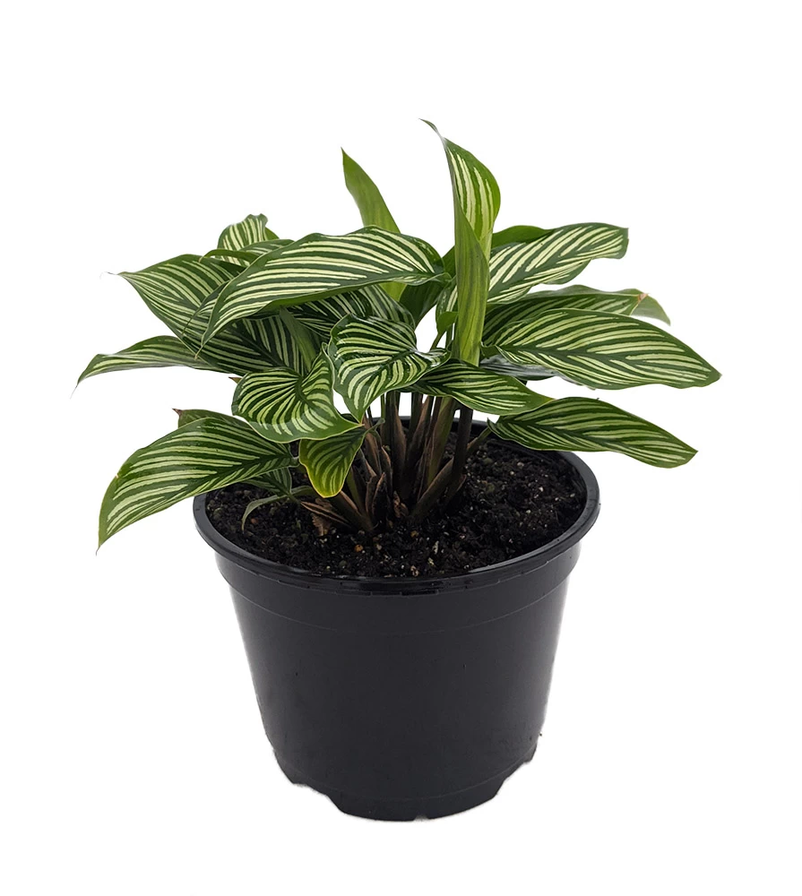 Uncommon Vittata Peacock Plant - Calathea - 6" Pot - Collector's Series 3 Uncommon Vittata Peacock Plant - Calathea - 6" Pot - Collector's Series