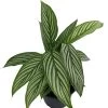 Uncommon Vittata Peacock Plant - Calathea - 4" Pot - Collector's Series 1 Uncommon Vittata Peacock Plant - Calathea - 4" Pot - Collector's Series -Healthy Plant Shop vittatacalathea2 69715.1612548898
