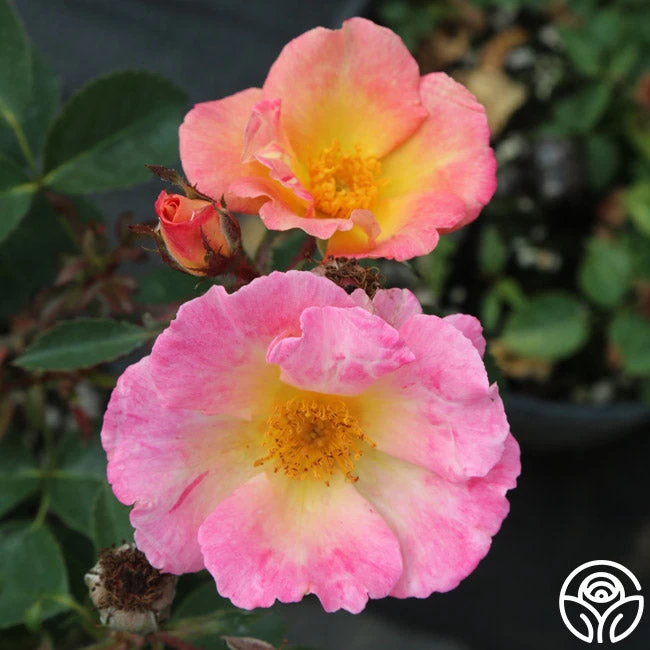 Watercolors Home Run® 5 Watercolors Home Run® - Image 3