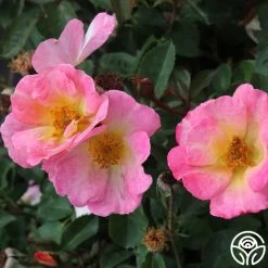 Watercolors Home Run® 12 Watercolors Home Run® -Healthy Plant Shop watercolor homerun 2