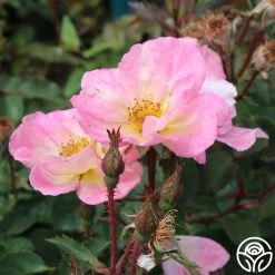 Watercolors Home Run® 13 Watercolors Home Run® -Healthy Plant Shop watercolor homerun 3