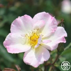 Watercolors Home Run® 14 Watercolors Home Run® -Healthy Plant Shop watercolor homerun 4