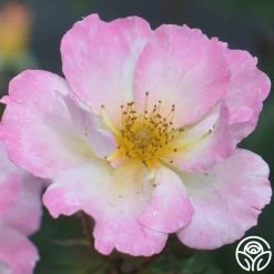 Watercolors Home Run® 15 Watercolors Home Run® -Healthy Plant Shop watercolor homerun 5