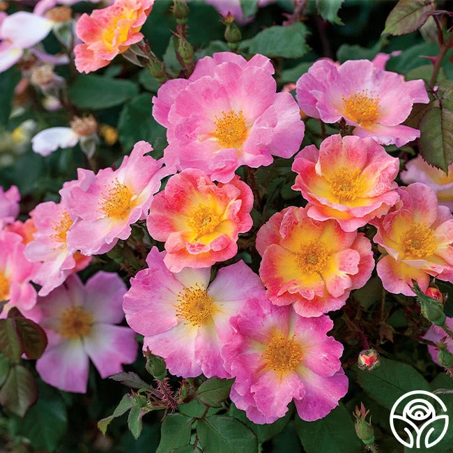 Watercolors Home Run® 3 Watercolors Home Run®