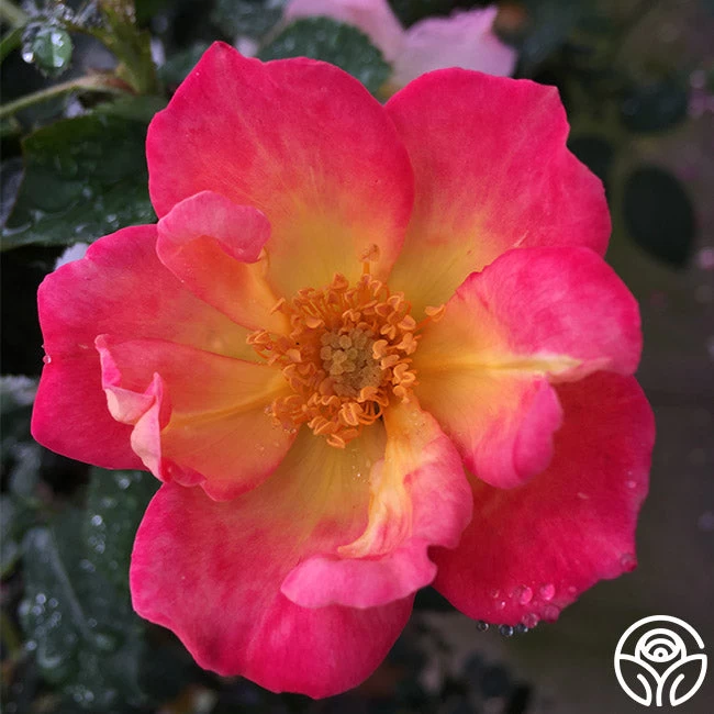 Watercolors Home Run® 4 Watercolors Home Run® - Image 2