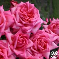 Eleganza® Wedding Bells™ 12 Eleganza® Wedding Bells™ -Healthy Plant Shop wedding bells 3 2