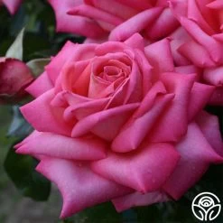 Eleganza® Wedding Bells™ 15 Eleganza® Wedding Bells™ -Healthy Plant Shop wedding bells 5