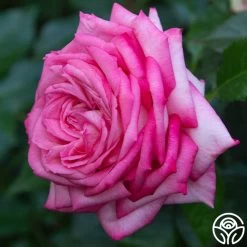 Eleganza® Wedding Bells™ 14 Eleganza® Wedding Bells™ -Healthy Plant Shop wedding bells 7