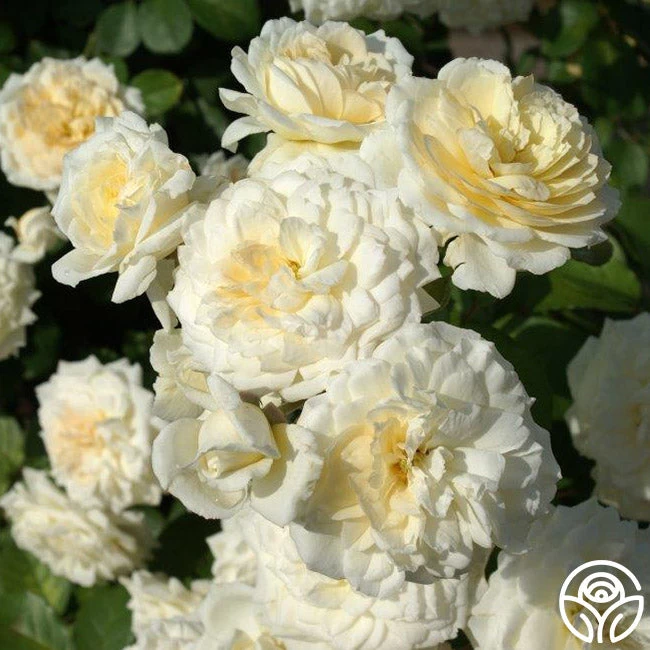 Wedding Garland 4 Wedding Garland - Image 2