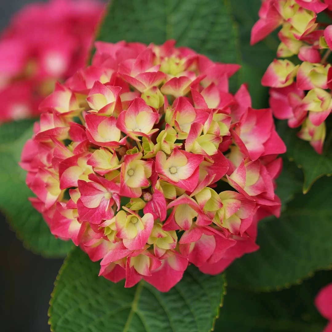 Wee Bit Giddy® Bigleaf Hydrangea - 4" Pot - Proven Winners 4 Wee Bit Giddy® Bigleaf Hydrangea - 4" Pot - Proven Winners - Image 2