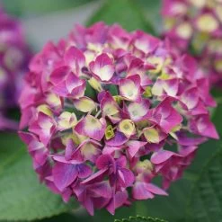 Wee Bit Giddy® Bigleaf Hydrangea - 4" Pot - Proven Winners 10 Wee Bit Giddy® Bigleaf Hydrangea - 4" Pot - Proven Winners -Healthy Plant Shop wee bit giddy hydrangea macrophylla 3 1080 1080 60 93448.1615344717
