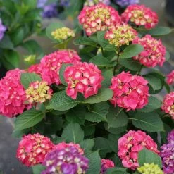 Wee Bit Giddy® Bigleaf Hydrangea - 4" Pot - Proven Winners 11 Wee Bit Giddy® Bigleaf Hydrangea - 4" Pot - Proven Winners -Healthy Plant Shop wee bit giddy hydrangea macrophylla 4 1080 1080 60 90691.1615344717