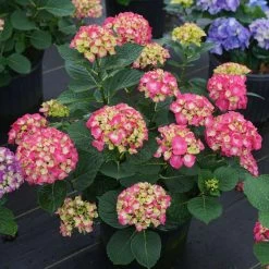 Wee Bit Giddy® Bigleaf Hydrangea - 4" Pot - Proven Winners 12 Wee Bit Giddy® Bigleaf Hydrangea - 4" Pot - Proven Winners -Healthy Plant Shop wee bit giddy hydrangea macrophylla 6 1080 1080 60 60693.1615344717