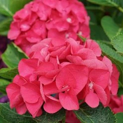 Wee Bit Giddy® Bigleaf Hydrangea - 4" Pot - Proven Winners 13 Wee Bit Giddy® Bigleaf Hydrangea - 4" Pot - Proven Winners -Healthy Plant Shop wee bit giddy hydrangea macrophylla 8 1080 1080 60 92492.1615344718