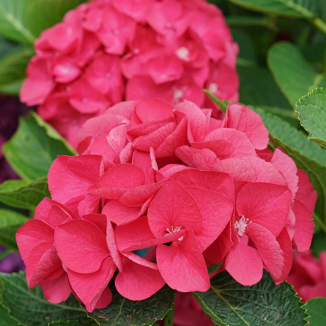Wee Bit Giddy® Bigleaf Hydrangea - 4" Pot - Proven Winners 8 Wee Bit Giddy® Bigleaf Hydrangea - 4" Pot - Proven Winners - Image 6