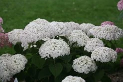 Invincibelle Wee White® Hydrangea - 4" Pot - Proven Winners 9 Invincibelle Wee White® Hydrangea - 4" Pot - Proven Winners -Healthy Plant Shop weewhite1 66088.1615344638