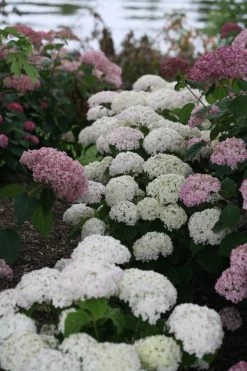 Invincibelle Wee White® Hydrangea - 4" Pot - Proven Winners 8 Invincibelle Wee White® Hydrangea - 4" Pot - Proven Winners -Healthy Plant Shop weewhite 03703.1615344638