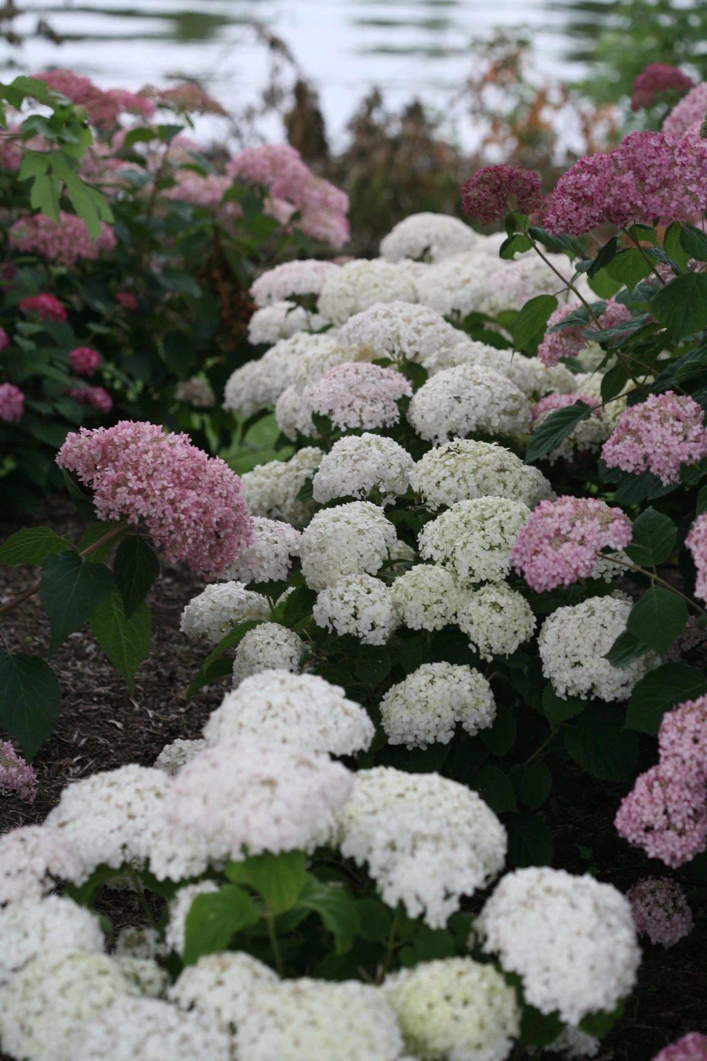 Invincibelle Wee White® Hydrangea - 4" Pot - Proven Winners 5 Invincibelle Wee White® Hydrangea - 4" Pot - Proven Winners - Image 3