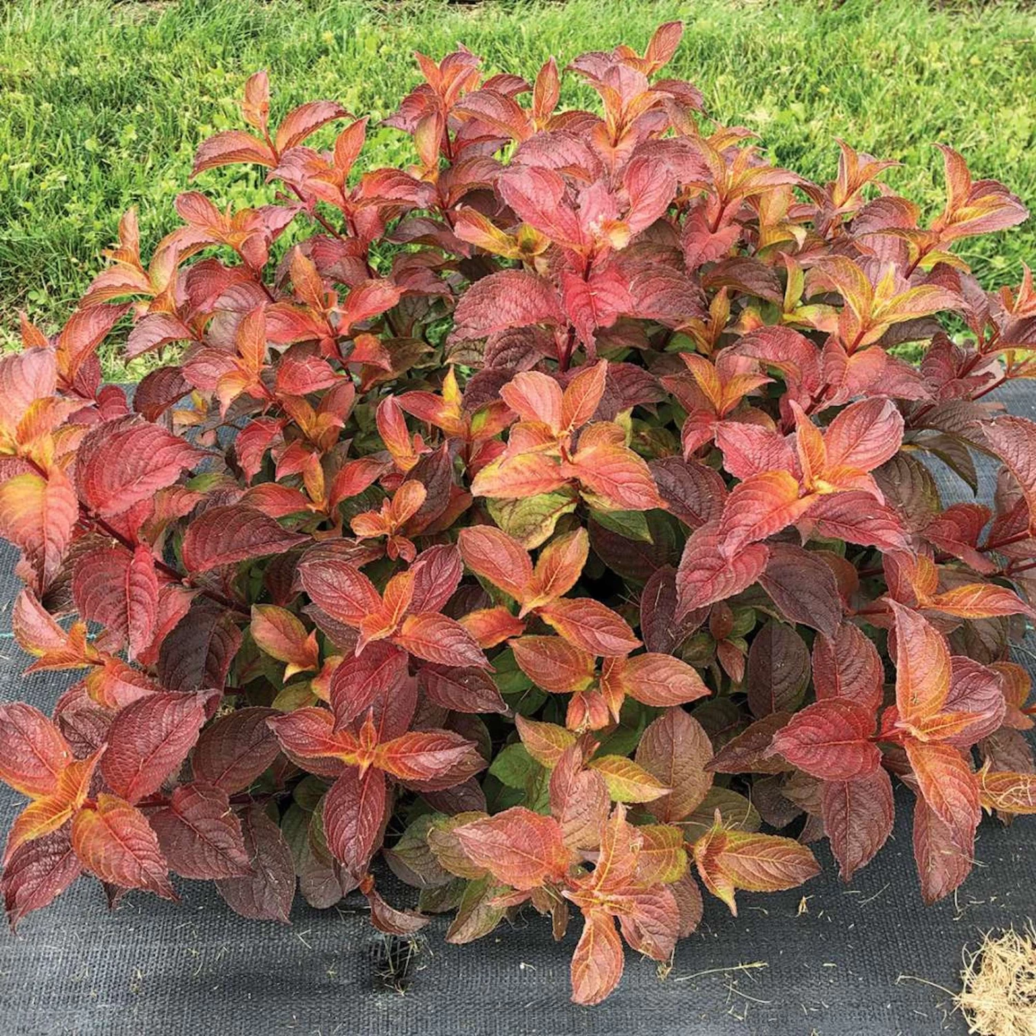 MIDNIGHT SUN™ Weigela - Proven Winners - 4" Pot 4 MIDNIGHT SUN™ Weigela - Proven Winners - 4" Pot - Image 2