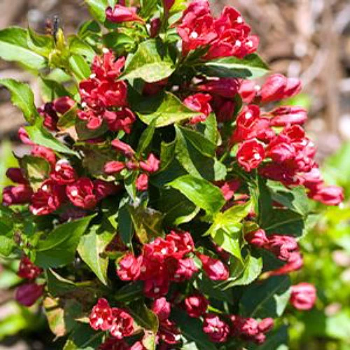 Red Sonic Bloom® Weigela - Lipstick Red, Everblooming - Proven Winners - 4" Pot 3 Red Sonic Bloom® Weigela - Lipstick Red, Everblooming - Proven Winners - 4" Pot