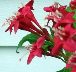 Red Sonic Bloom® Weigela - Lipstick Red, Everblooming - Proven Winners - 4" Pot 9 Red Sonic Bloom® Weigela - Lipstick Red, Everblooming - Proven Winners - 4" Pot -Healthy Plant Shop weigeliasonicred3 25812.1615344518