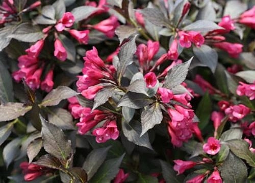 Spilled Wine® Weigela - Red Leaves, Magenta Flowers - Proven Winners - 4" Pot 5 Spilled Wine® Weigela - Red Leaves, Magenta Flowers - Proven Winners - 4" Pot - Image 3