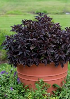 Spilled Wine® Weigela - Red Leaves, Magenta Flowers - Proven Winners - 4" Pot 11 Spilled Wine® Weigela - Red Leaves, Magenta Flowers - Proven Winners - 4" Pot -Healthy Plant Shop weigeliaspilledwine4 60970.1615344525