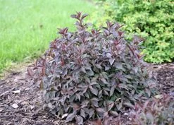 Spilled Wine® Weigela - Red Leaves, Magenta Flowers - Proven Winners - 4" Pot 12 Spilled Wine® Weigela - Red Leaves, Magenta Flowers - Proven Winners - 4" Pot -Healthy Plant Shop weigeliaspilledwine5 43538.1615344525